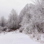 Frost Covered Landscape