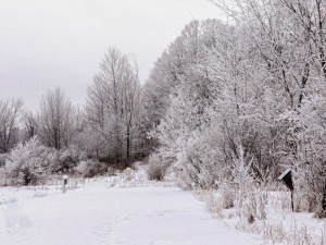 Frost Covered Landscape