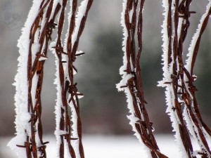 Bristly Barbwire