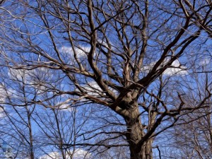 Old Oak Tree