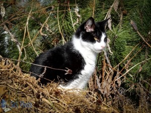 Chipmunk Watch