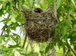 Female Baltimore Oriole in Her Nest