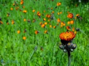 Invasive Orange