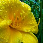 Wet Lily
