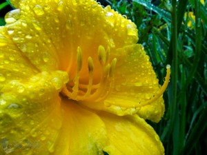 Wet Lily