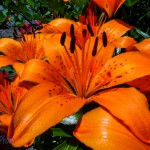 Bright Orange