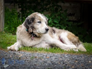 Dog Days of Summer
