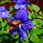 Hummingbird Clearwing