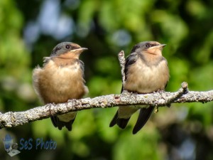 Juvenile Swallows on a Ride