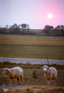 Final Sunset for a Shepherd