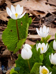 Waiting for the Bloodroot
