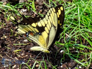 Giant Swallowtail Butterfly