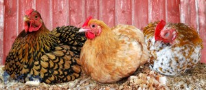 Three Laying Hens