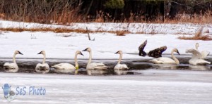 Seven Swans A-Freezing