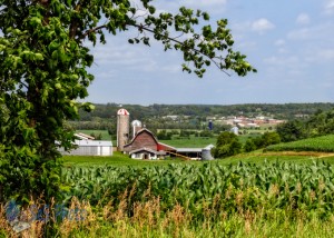 Summertime Cornfield