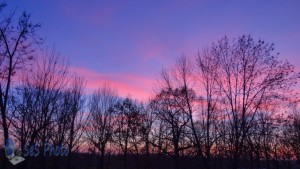 Winter Pink