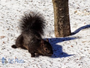 Good Squirrel