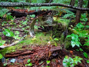 Forest Flora