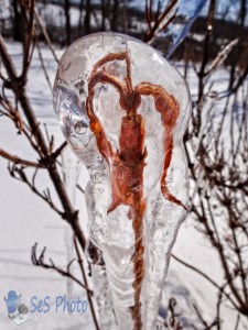 Ice Encased Leaf