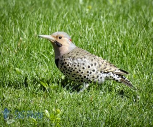 Northern Flicker Looking for Insects