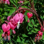 Hearts Full of Love for Moms