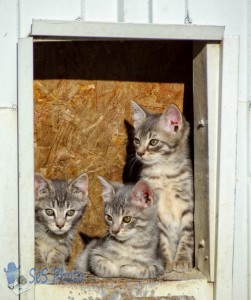 Triple Terrorizing Trouble