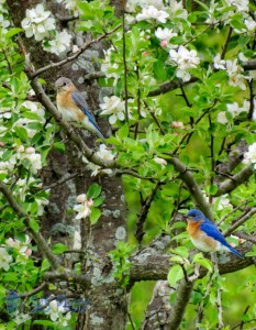 Bluebirds Amidst the Blossoms