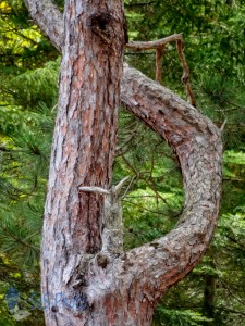 Interesting Tree Limb
