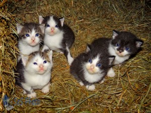 Kittens New Explorations
