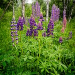 Lovely Lupines