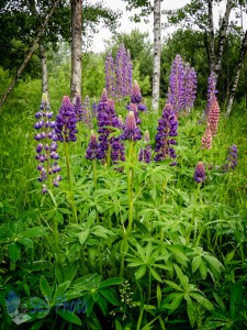 Lovely Lupines