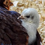 Safe Under Mom's Wing