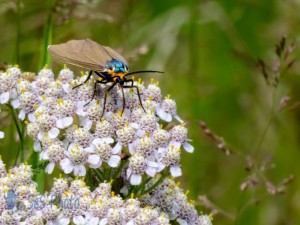 Virginia Ctenucha Moth