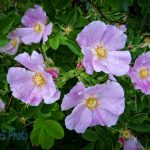 Surviving Wild Roses