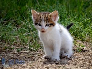 Summertime Kitten