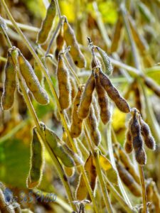 Soybeans Dancing