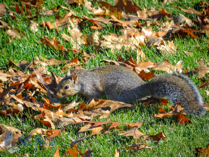 Squirrel Burying Acorn