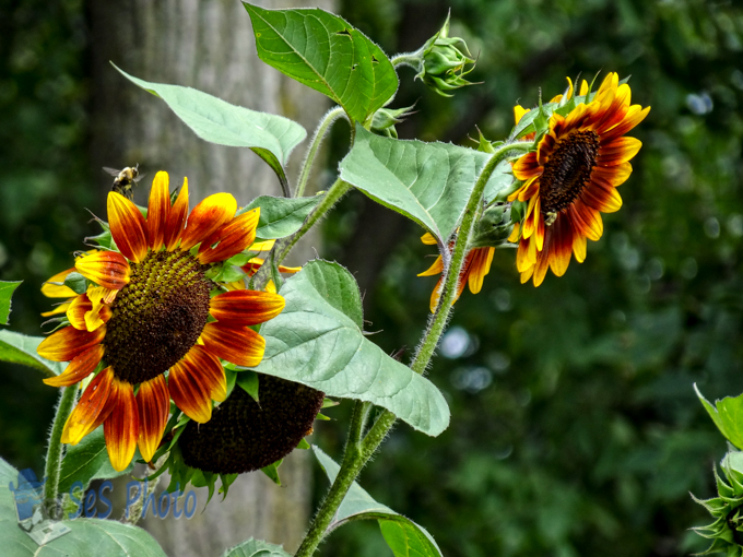 Sunflowers in August