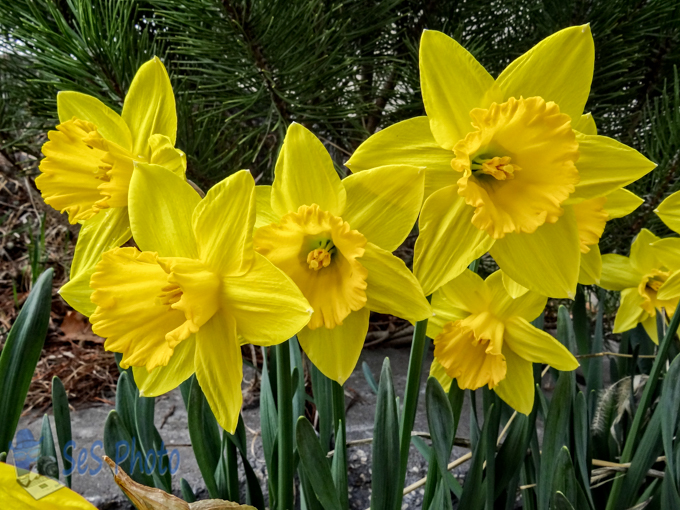 Cheerful Daffodils