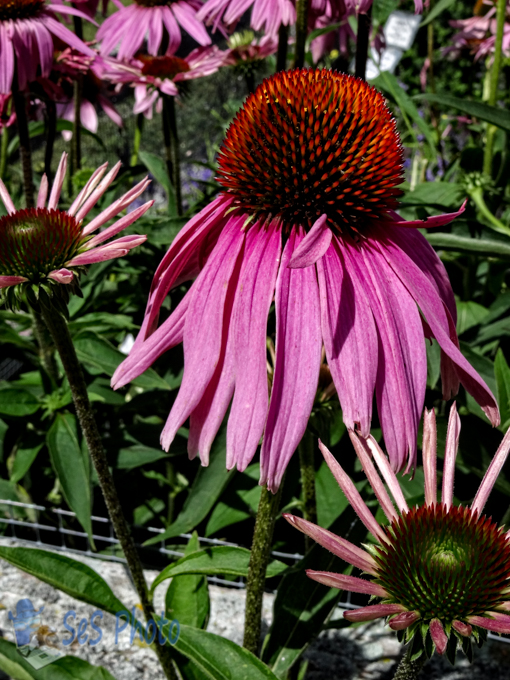 Summer Coneflower