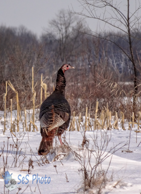 Turkey Crossing