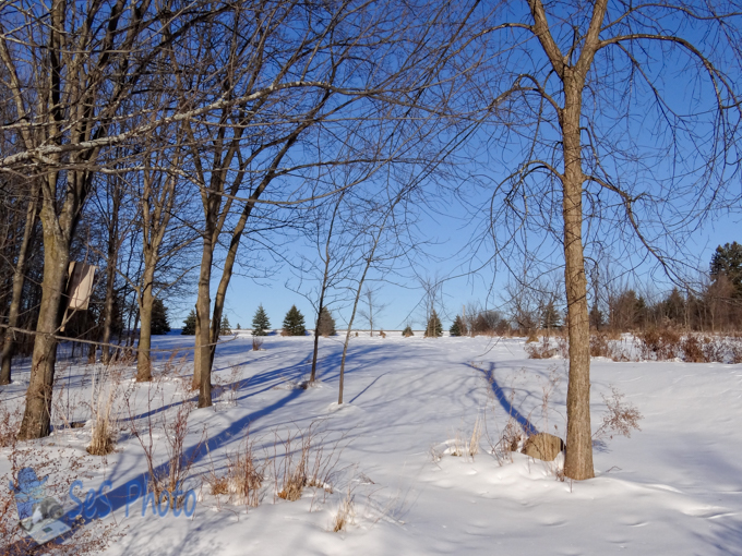 Winter Hanging On