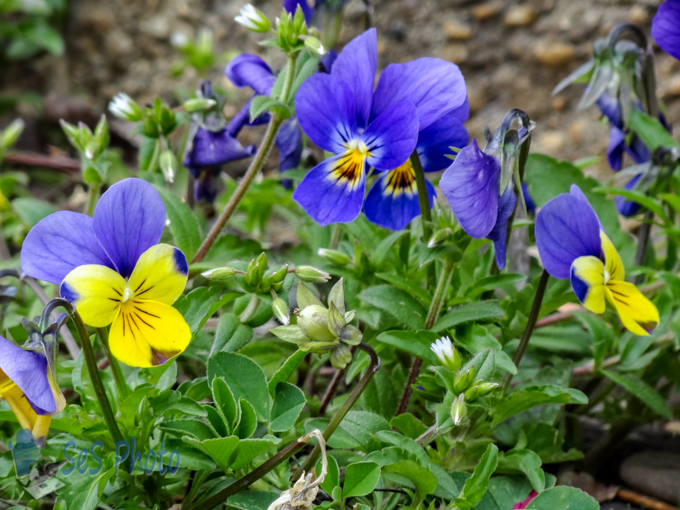 Springtime Violas
