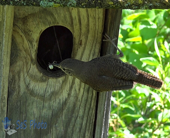 Wren Busy Feeding