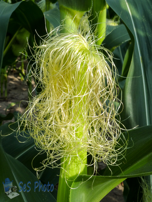 Corn Silk