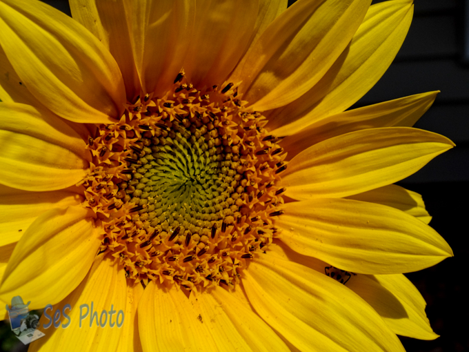 Sunflower Blooming