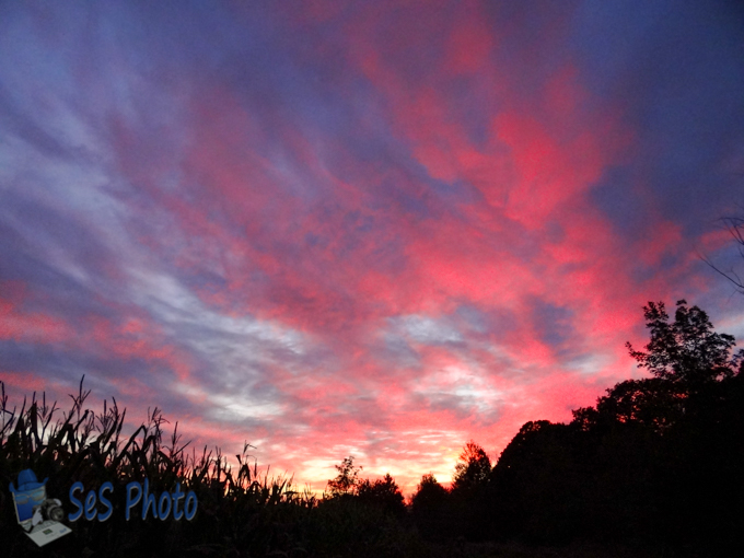 A Pink Sunset