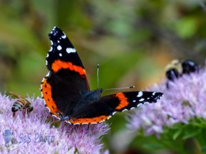 Red Admiral in September