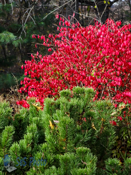 Burning Bush Beauty
