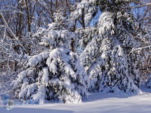 Another Snowy Day